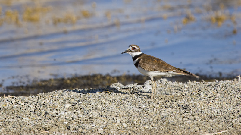 Killdeer On Shore Of Mono Lake